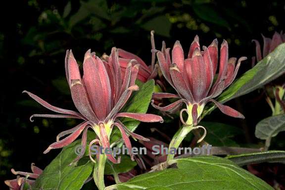 calycanthus floridus 2 graphic